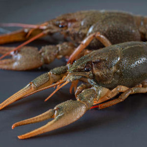 Homards frais vivants à vendre - Product Image 4