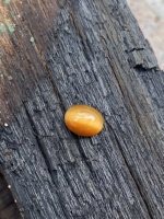 9X7MM Rare Cats Eye Pierre de forme ovale d'opale mexicaine naturelle avec une bonne couleur et qualité, opale naturelle pour la fabrication de bijoux 1.82 carats.