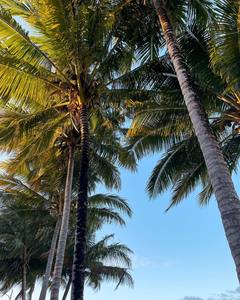 Cuenco de cáscara de coco Vajilla hecha a mano para Resort de lujo Spa Hotel Buffet Estilo rústico natural - Product Image 2