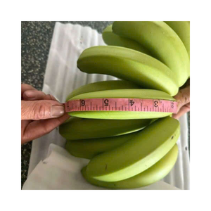 Plátano Cavendish fresco estándar de exportación embalado en cajas de cartón de 13kg listas para envío con etiqueta personalizada y entrega rápida - Product Image 6