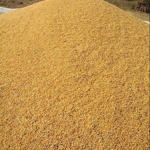 Maíz blanco y amarillo para alimentación animal - Product Image 1