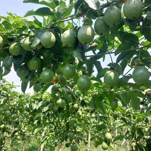 Maracuyá Fresca de Vietnam de Primera Calidad para Venta al por Mayor - KIM MINH INTERNATIONAL - Product Image 6