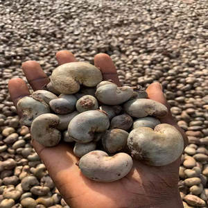 Noix de cajou crues Noyaux Kaju entiers blancs sans coquille Vente en gros en vrac Marque OEM Emballage personnalisé Fraîcheur scellée sous vide - Product Image 3