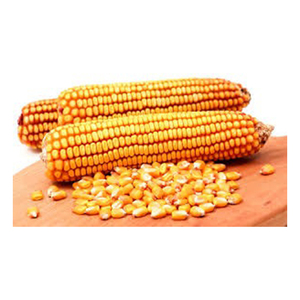 Vente en gros de maïs jaune OGM de haute qualité des meilleurs fabricants et des meilleurs matériaux - Product Image 3