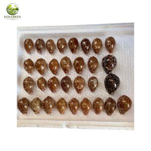 Coquille de cauris naturelle écologique du Vietnam, polie, marron, pour décoration intérieure, artisanat, bricolage, mariage sur la plage, coquillage décoratif - Product Image 2