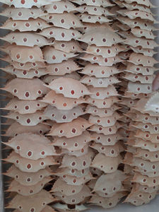 เปลือกปูแห้งธรรมชาติ |   วัสดุการเกษตรที่ยั่งยืน |   การส่งออกจำนวนมาก - Product Image 4