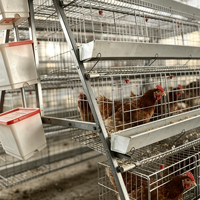 Cage à poulets de type A économique pour élevage de volailles