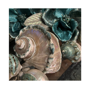 Turbo Marmoratus Seashell perfecto para la decoración del acuario artesanías creativas y acentos temáticos del océano - Product Image 1