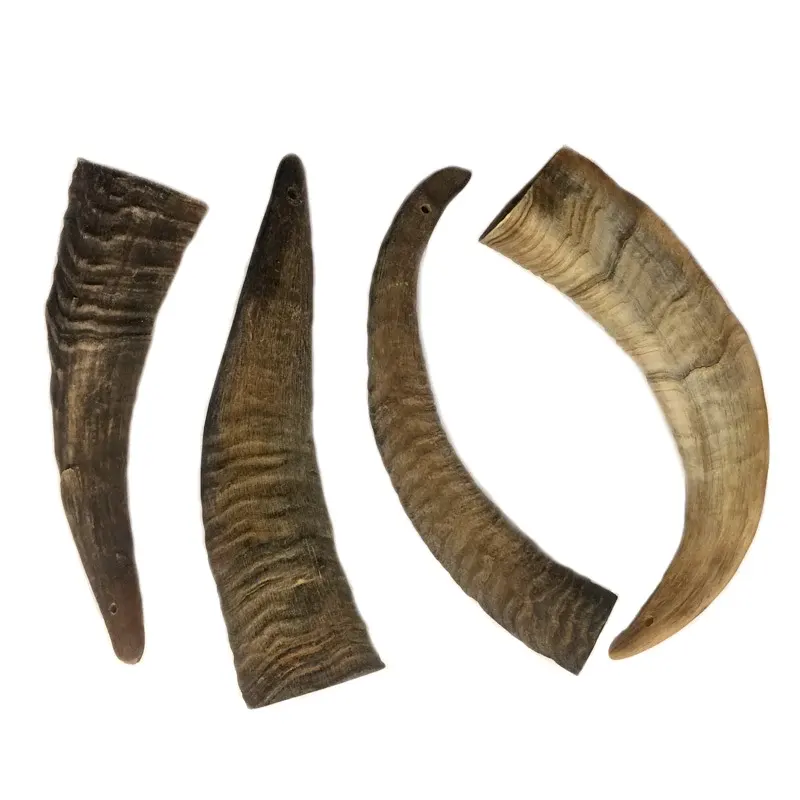 Natura goat Horn Offer Hashanah Yemenite Horn for natural horn for customized size cheap price and handmade polished
