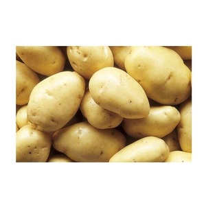 Patatas frescas de cultivo orgánico de vegetales frescos de alta calidad de granja con altos estándares de exportación - Product Image 2