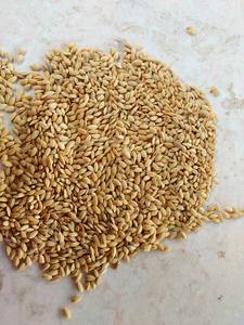 Proveedor Mayorista de Arroz Japonica que Ofrece Arroz de Grano Corto con Textura Suave para Exportación y Uso Culinario - Product Image 2