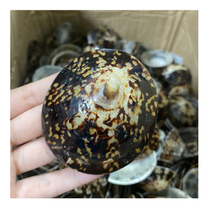 Coquillages de limpets en gros pour la fabrication de bijoux artisanaux et la décoration intérieure côtière naturelle, coquillages de limpets de qualité supérieure pour l'exportation - Product Image 5