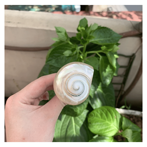 Repose-baguettes en coquillage marin, porte-ustensiles en coquille pour baguettes et cuillères, tables à manger modernes, Vietnam - Product Image 6