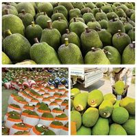 Hoge Kwaliteit Vietnam Verse Jackfruit Voor Export En Groothandel Met De Beste Prijs