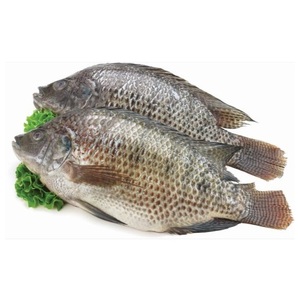Tilapia Negra Congelada - Compra al por Mayor de Tilapia Negra para Procesamiento de Alimentos - Product Image 4