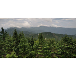 Fraser cây thông giáng sinh 6ft thường xanh tự nhiên, toàn thân, dễ vận chuyển và thiết lập - Product Image 2