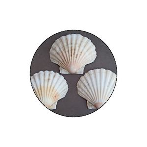 100% COQUILLAGE NATUREL DU VIETNAM/EXPORTATION EN VRAC COQUILLE DE PÊTAL/COQUILLE POUR LA DÉCORATION DE LA MAISON/Mme Lima + 84 346565938 - Product Image 1