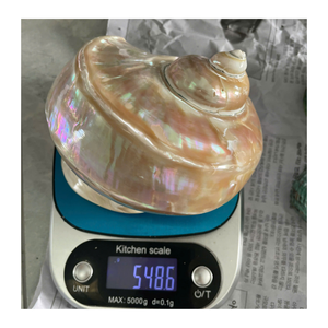 Projets de style côtier avec coquille de conque en blanc et vert fournis par 99 Gold Data Vietnam Manufacturer - Product Image 3