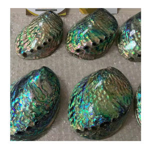 Coquille de paua polie avec nacre de haute qualité, coquille d'ormeau naturelle brute blanche/verte, belle nacre pour la décoration et la collection - Product Image 1