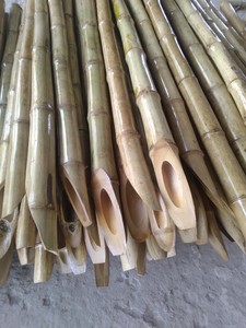 Piquet de bambou du Vietnam pour arbre de soutien à bon prix - Product Image 5