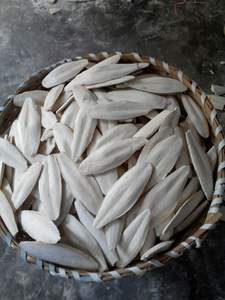 HUESO DE SEPPIA DE GRADO DE EXPORTACIÓN - CALIDAD CONSTANTE, SUMINISTRO A GRANEL DISPONIBLE - Product Image 5