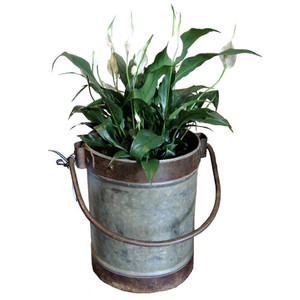 Arrosoir en métal galvanisé de fer de conception moderne fournisseur fait sur commande de fabricant pour la plante verte - Product Image 6