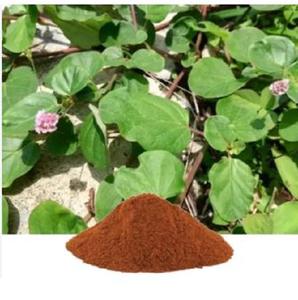 Extracto de planta Boerhavia Diffusa de la mejor calidad, precio competitivo al por mayor - Product Image 3