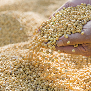 Remises chaudes sur l'alimentation animale Farine de soja pour cheval Bovins Porcs Poissons Volaille Aliments pour poissons - Product Image 3