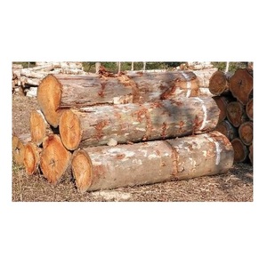 Bûches rondes d'eucalyptus de qualité supérieure – Bois dur de qualité meublier pour tables, cadres et aménagement intérieur - Product Image 4