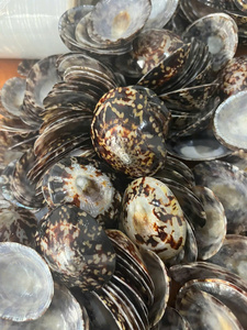 Material decorativo de conchas de Lapa pulida para joyería o diseño de arte artesanía natural a granel - Product Image 2