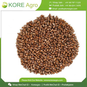 Polvo de semillas de Cassia Tora orgánico puro Premium 100%, hierba seca de origen indio de alta calidad, crudo, sin productos químicos, Industrial sin OGM - Product Image 3