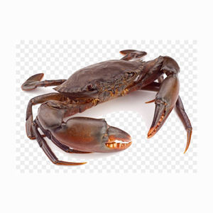 Caja variada de filetes de carne de cangrejo azul congelado fresco para aperitivos y bebidas de mariscos incluye herramienta de corte - Product Image 6