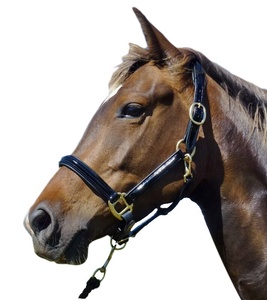 Offre Spéciale haut de gamme en cuir anglais cheval licou indien cacher cuir Softy rembourré raccords en laiton massif Durable et confortable - Product Image 1