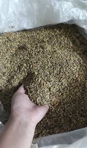 Bulk Dried Sophora Japonica Buds for <b>Tea</b> Vietnam Supplier Competitive Price ANGLE - Product Image 5