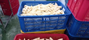 Vente en gros à bas prix de maïs surgelé de qualité supérieure du Vietnam - Product Image 3