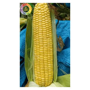 Grains de maïs sucré congelés de qualité d'exportation traités IQF pour les marchés alimentaires mondiaux Vente en gros de qualité alimentaire à haute teneur en sucre - Product Image 2