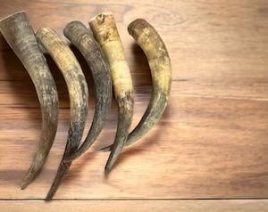 Cuernos de vaca cruda de calidad a la venta a precio barato/Cuerno de vaca cruda - Product Image 5