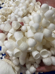 รังไหมดิบจำนวนมาก-รังไหม Coton, รังไหมหม่อนสำหรับเครื่องสำอางผลิตภัณฑ์ดูแลผิวและผ้าแบบดั้งเดิม - Product Image 4