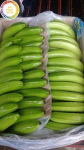 กล้วยสด 13 กก. บรรจุกล่อง สำหรับส่งออก ผลิตจากฟาร์มผลไม้เขตร้อน สำหรับขายปลีก จากเวียดนาม 99 โกลด์ ดาต้า - Product Image 5
