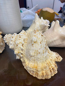 Seashell Premium Ocean Material Vietnam utilisé pour les projets d'artisanat d'emballage de décoration intérieure et les idées cadeaux - Product Image 4