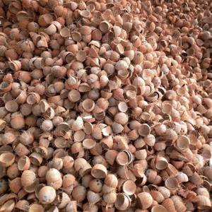 Demi-coques de noix de coco naturelles, forme entière, porte-bougie écologique, déchets agricoles, 100% coque de noix de coco, haute qualité GIA GIA - Product Image 6