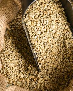 Café Robusta de qualité supérieure, grains de qualité 1, tamis 16 et 18, matière première de la nouvelle saison, prix avantageux, provenant de l'usine Agrikim au Vietnam - Product Image 3