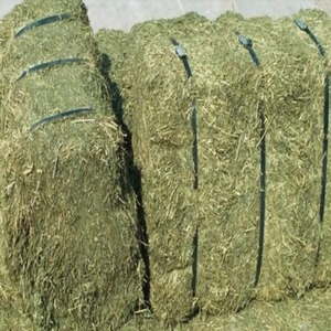 Heno de Alfalfa de Alta Calidad Premium y Grado Alimenticio con 60-65% de Proteína para Caballos y Ganado - Venta al por Mayor en Bolsas de 25 kg - Product Image 1