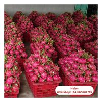 Biologisch Vers Drakenfruit In Vietnam Goedkope Prijs-100% Pure Geen Ingrediënten Topverkoop Vietnam Landbouw Vers Fruit