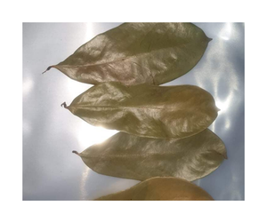 Hojas de Guanábana Secas y Procesadas, Venta Caliente, Hojas de Guanábana Secas Naturales, Suministro a Granel de un Exportador Confiable de Hojas de Guanábana Secas - Product Image 6