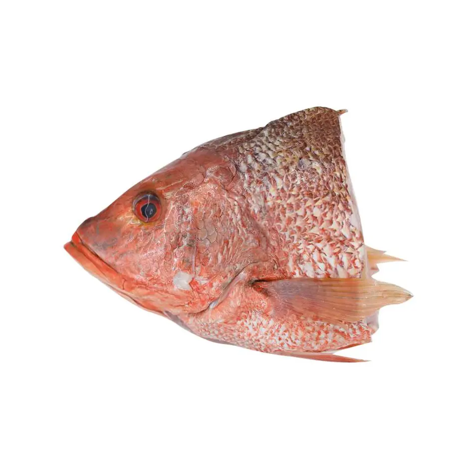 frozen grey mullet fish red mullet whole fish blue spot fresh seafood wholesale Frozen Red snapper fish