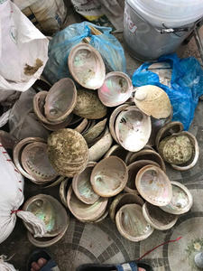 Concha de abulón de nácar, hoja de concha de abulón Blanco/Verde pulido para manualidades de muebles, concha de abulón de gran oferta - Product Image 5