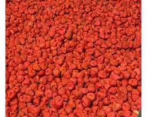 Fresas liofilizadas de alta calidad procedentes de granjas frescas en Vietnam Fresas liofilizadas crujientes por 99GD - Product Image 1