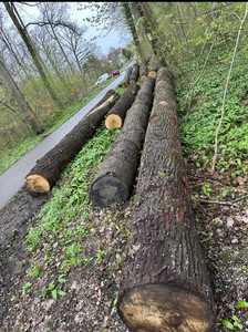 Troncos de Haya de Entrega Rápida, Resistentes al Agua, Ecológicos, con Garantía de por Vida, para Muebles, Construcción y Proyectos al Aire Libre, Madera Aserrada - Product Image 3