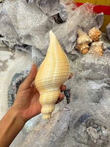 Seashell Premium Vietnam Ocean Material Perfect For <b>Souvenir</b> Decoration Packaging Jewelry And Creative Craft - Product Image 4